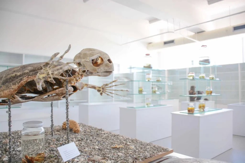 Best Cyprus Museums You Need to Visit